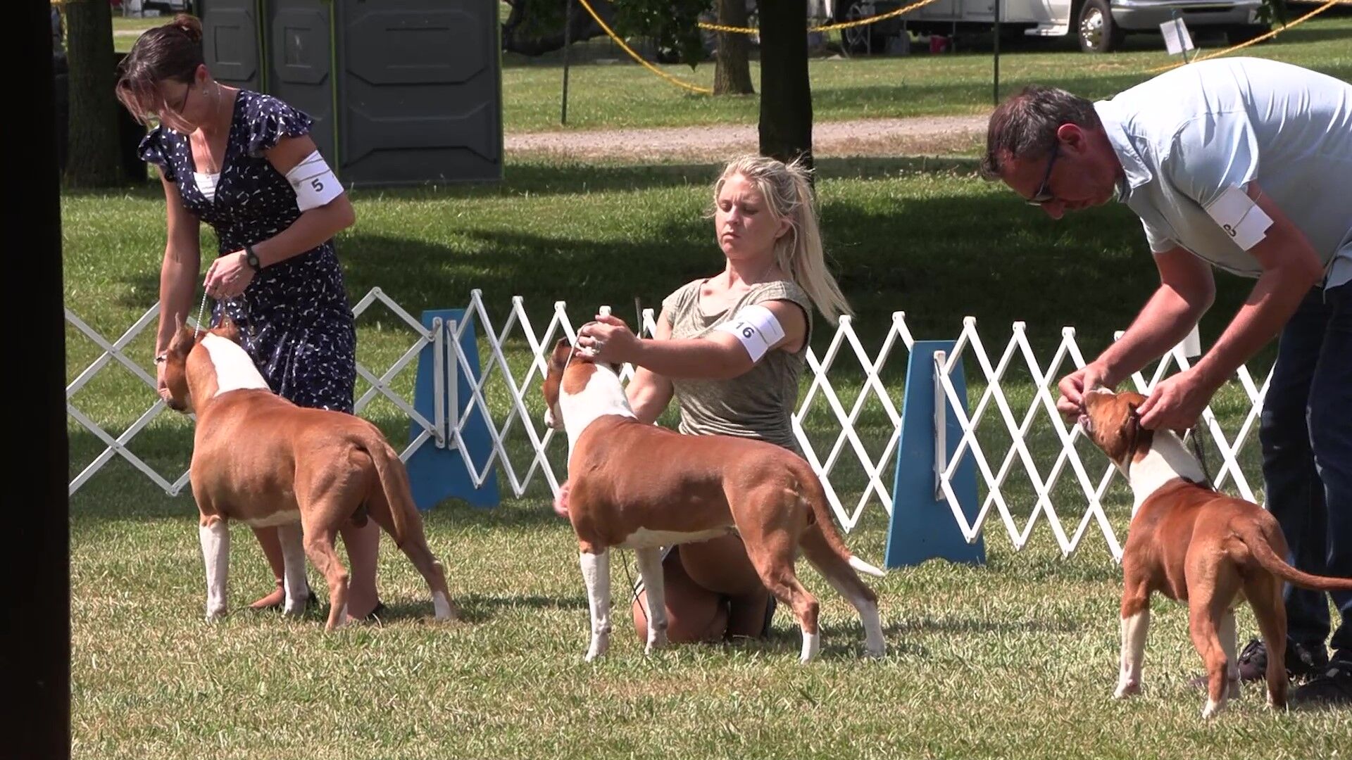 Hundreds of dogs compete at Western Ohio Summer Cluster show